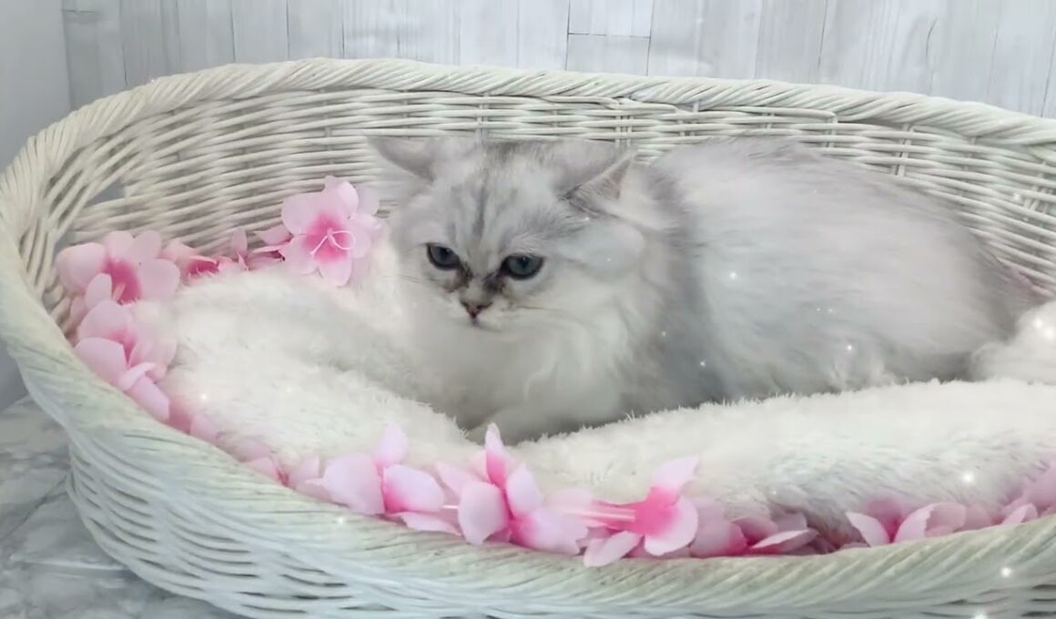 ペルシャ♀2603D0244