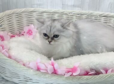 ペルシャ♀2603D0244