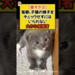【尊すぎる】毎朝、子猫の様子をチェックせずにはいられない大きな保護者🐾 #shorts #ねこ #cat #シェパード #尊い #子猫 #青山龍星