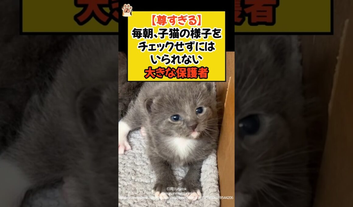 【尊すぎる】毎朝、子猫の様子をチェックせずにはいられない大きな保護者🐾 #shorts #ねこ #cat #シェパード #尊い #子猫 #青山龍星