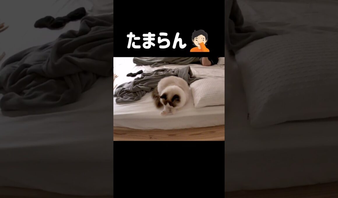 控えめで短い伸び🐾 #shorts #猫 #子猫 #ラグドール #甘えん坊猫 #猫のいる暮らし