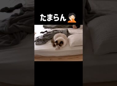 控えめで短い伸び🐾 #shorts #猫 #子猫 #ラグドール #甘えん坊猫 #猫のいる暮らし