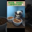 またまた、シャム母さんが焼かつおをゲット。地域猫、野良猫にご飯場所を提供中。