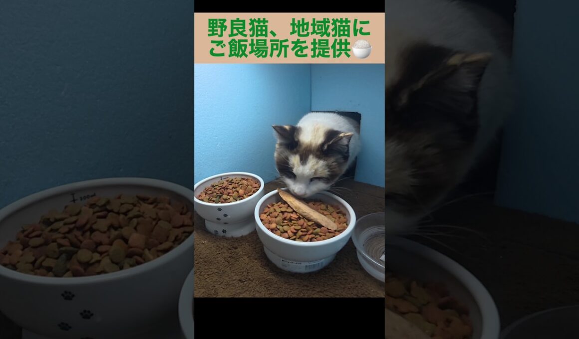 またまた、シャム母さんが焼かつおをゲット。地域猫、野良猫にご飯場所を提供中。