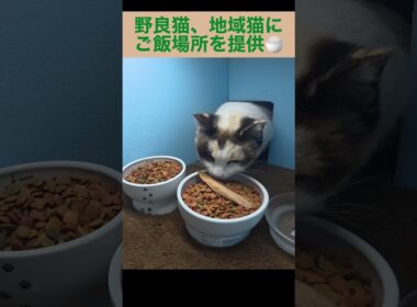 またまた、シャム母さんが焼かつおをゲット。地域猫、野良猫にご飯場所を提供中。
