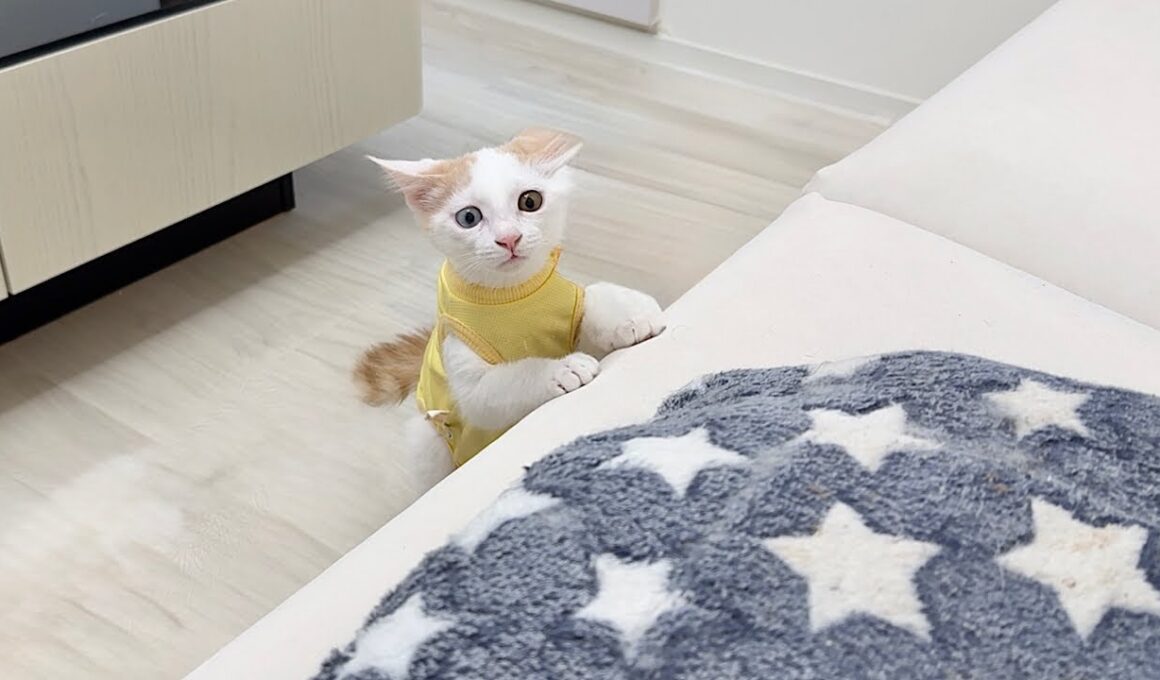 新しく家族になる先輩猫の匂いを嗅いだ子猫がまさかのこうなっちゃいました…