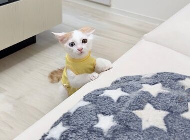 新しく家族になる先輩猫の匂いを嗅いだ子猫がまさかのこうなっちゃいました…