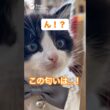 いい匂いに反応する子猫が可愛いすぎる🐈✨#shorts #子猫 #猫