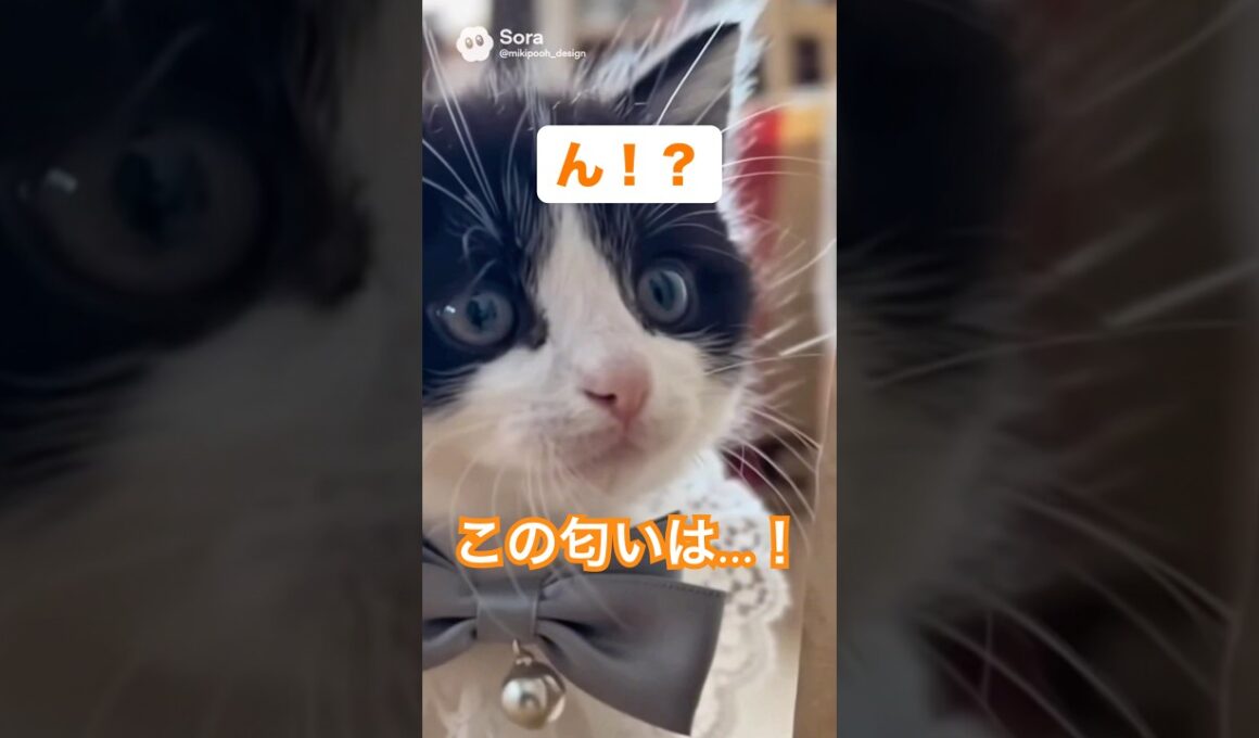 いい匂いに反応する子猫が可愛いすぎる🐈✨#shorts #子猫 #猫