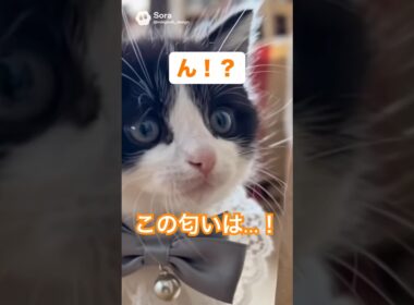 いい匂いに反応する子猫が可愛いすぎる🐈✨#shorts #子猫 #猫