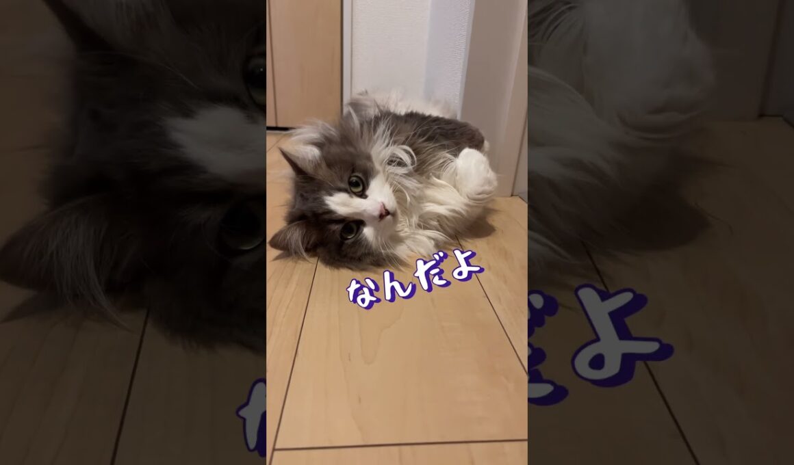 パズルのピースになりきる猫#ラガマフィン #猫 #cat #かわいい #おすすめ #shorts #あさひなさんた