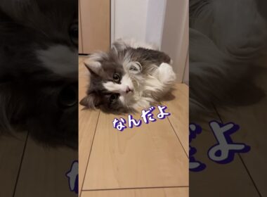 パズルのピースになりきる猫#ラガマフィン #猫 #cat #かわいい #おすすめ #shorts #あさひなさんた