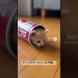 チップスターに入っちゃった子猫😍