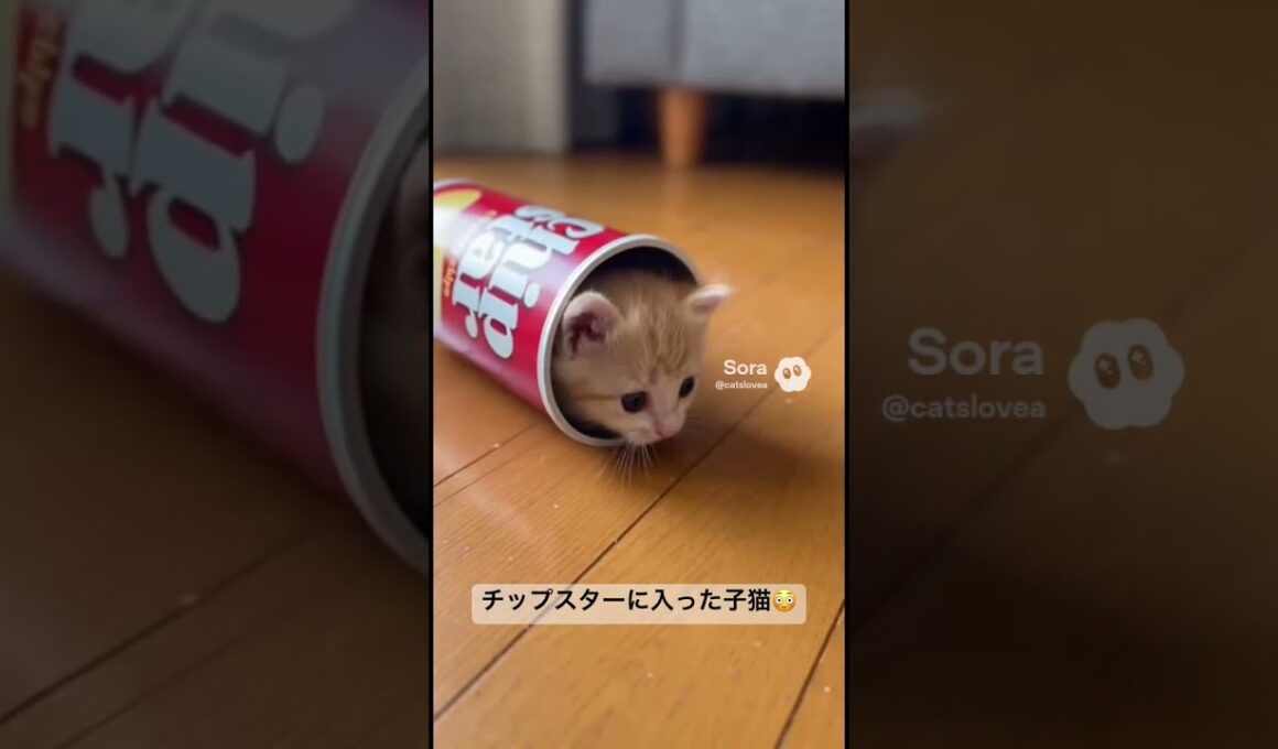 チップスターに入っちゃった子猫😍