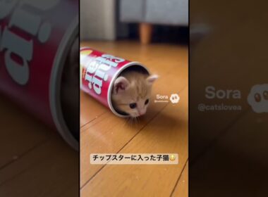 チップスターに入っちゃった子猫😍