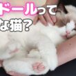【⚠️猫が飼いたくなる】ラグドールとの暮しは想像以上に◯◯でした…🤦🏻‍♀️