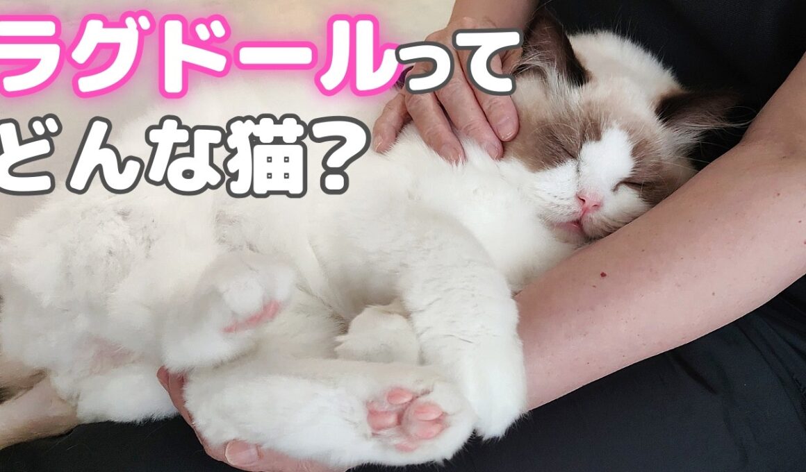 【⚠️猫が飼いたくなる】ラグドールとの暮しは想像以上に◯◯でした…🤦🏻‍♀️
