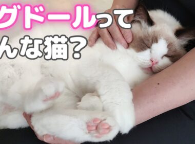【⚠️猫が飼いたくなる】ラグドールとの暮しは想像以上に◯◯でした…🤦🏻‍♀️