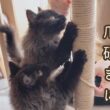 【双子保護猫】手作りの爪研ぎに子猫達大興奮！🐾