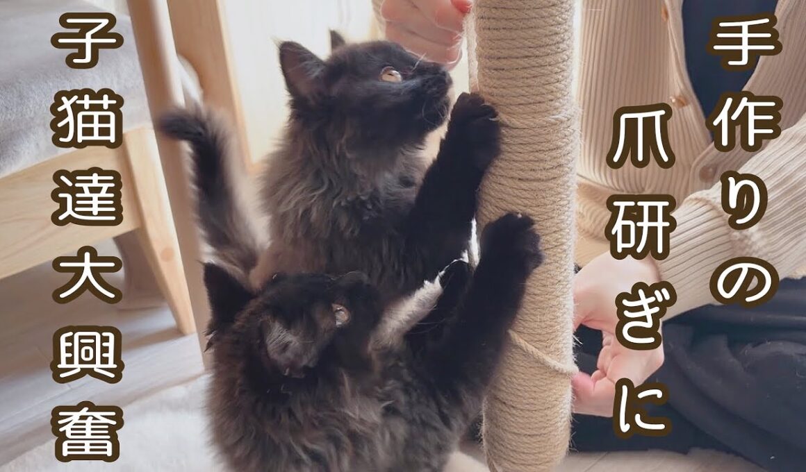 【双子保護猫】手作りの爪研ぎに子猫達大興奮！🐾