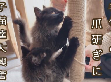 【双子保護猫】手作りの爪研ぎに子猫達大興奮！🐾