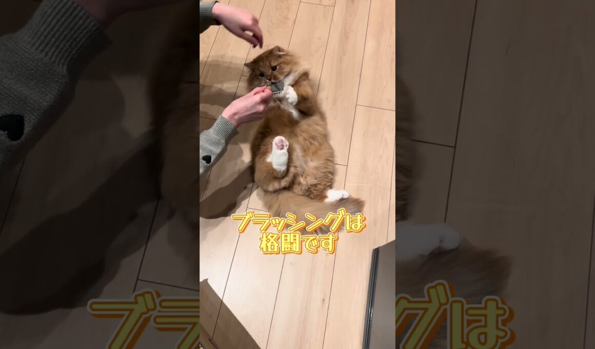 換毛期でございます  #猫 #かわいい #猫動画 #cat #スコティッシュフォールド  #shorts