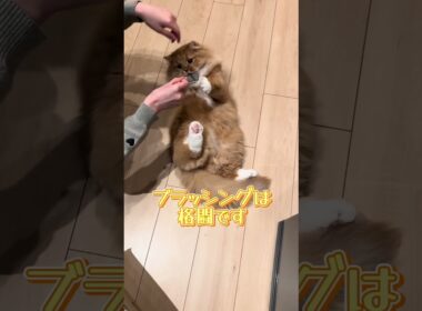 換毛期でございます  #猫 #かわいい #猫動画 #cat #スコティッシュフォールド  #shorts