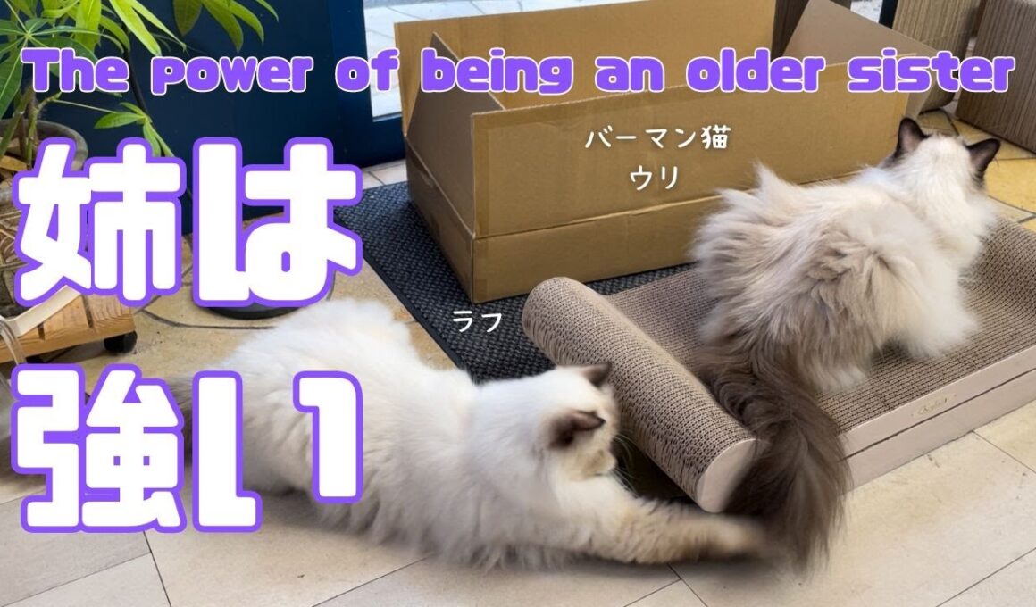 バーマン猫ウリとラフ【姉は強い】The power of being an older sister（バーマン猫）Birman/Cat