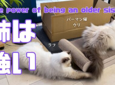 バーマン猫ウリとラフ【姉は強い】The power of being an older sister（バーマン猫）Birman/Cat