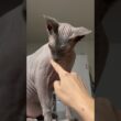 血管がすごい猫スルタン【スフィンクス】