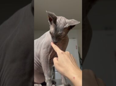 血管がすごい猫スルタン【スフィンクス】