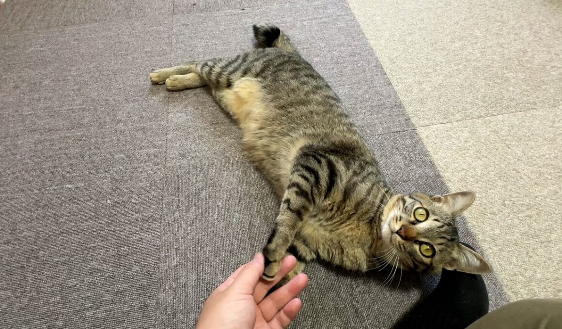 【保護猫】保護した子猫に懐かれ過ぎて一緒に過ごす休日が最高すぎる件について