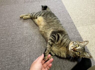 【保護猫】保護した子猫に懐かれ過ぎて一緒に過ごす休日が最高すぎる件について