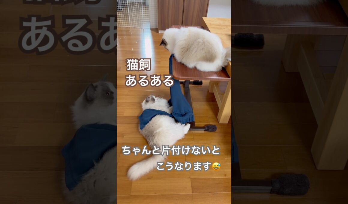 注意⚠️ちゃんと片付けないとこうなります😅💕#ラグドール #猫のいる暮らし #猫好きさんと繋がりたい #ねこ動画 #猫あるある