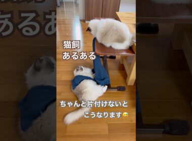 注意⚠️ちゃんと片付けないとこうなります😅💕#ラグドール #猫のいる暮らし #猫好きさんと繋がりたい #ねこ動画 #猫あるある