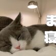 【生後４ヶ月】子猫のモーニングルーティン