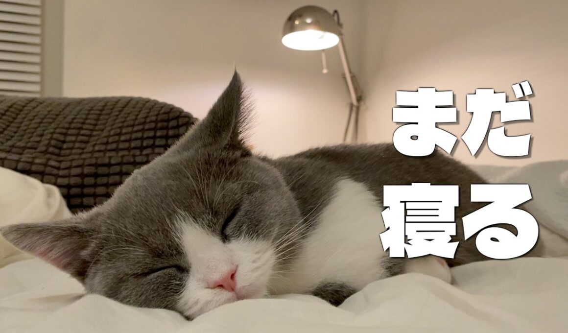 【生後４ヶ月】子猫のモーニングルーティン