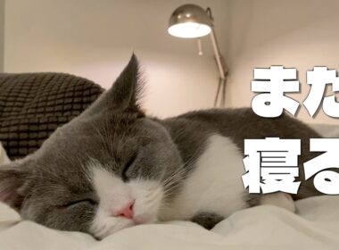 【生後４ヶ月】子猫のモーニングルーティン