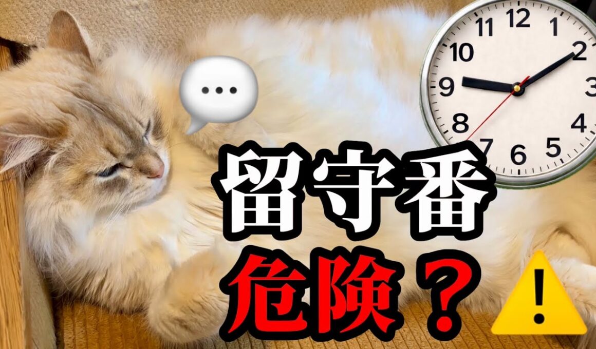 サイベリアンは留守番できる？共働き家庭のリアル