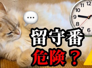 サイベリアンは留守番できる？共働き家庭のリアル