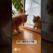 初めて鏡を見た子猫😳