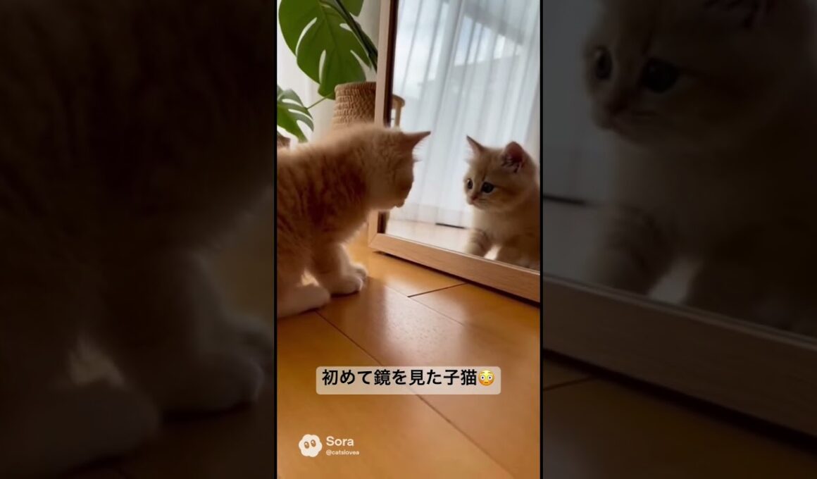 初めて鏡を見た子猫😳