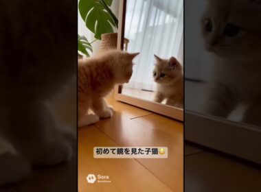 初めて鏡を見た子猫😳