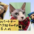スフィンクス猫の爪のお手入れは最高！