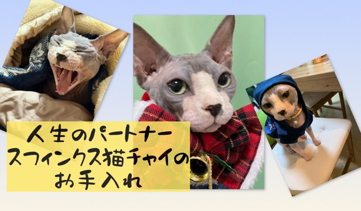 スフィンクス猫の爪のお手入れは最高！