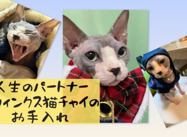 スフィンクス猫の爪のお手入れは最高！