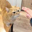 撫でてほしくて必死で背伸びする甘えん坊猫
