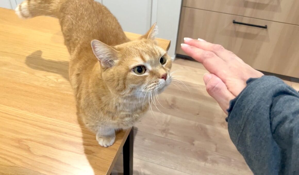 撫でてほしくて必死で背伸びする甘えん坊猫