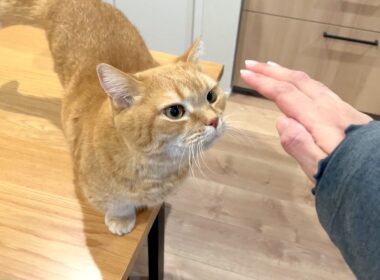 撫でてほしくて必死で背伸びする甘えん坊猫