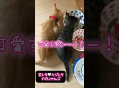 【子猫が２匹居るとこういう感じ♡】🐈🐾 #癒し動画